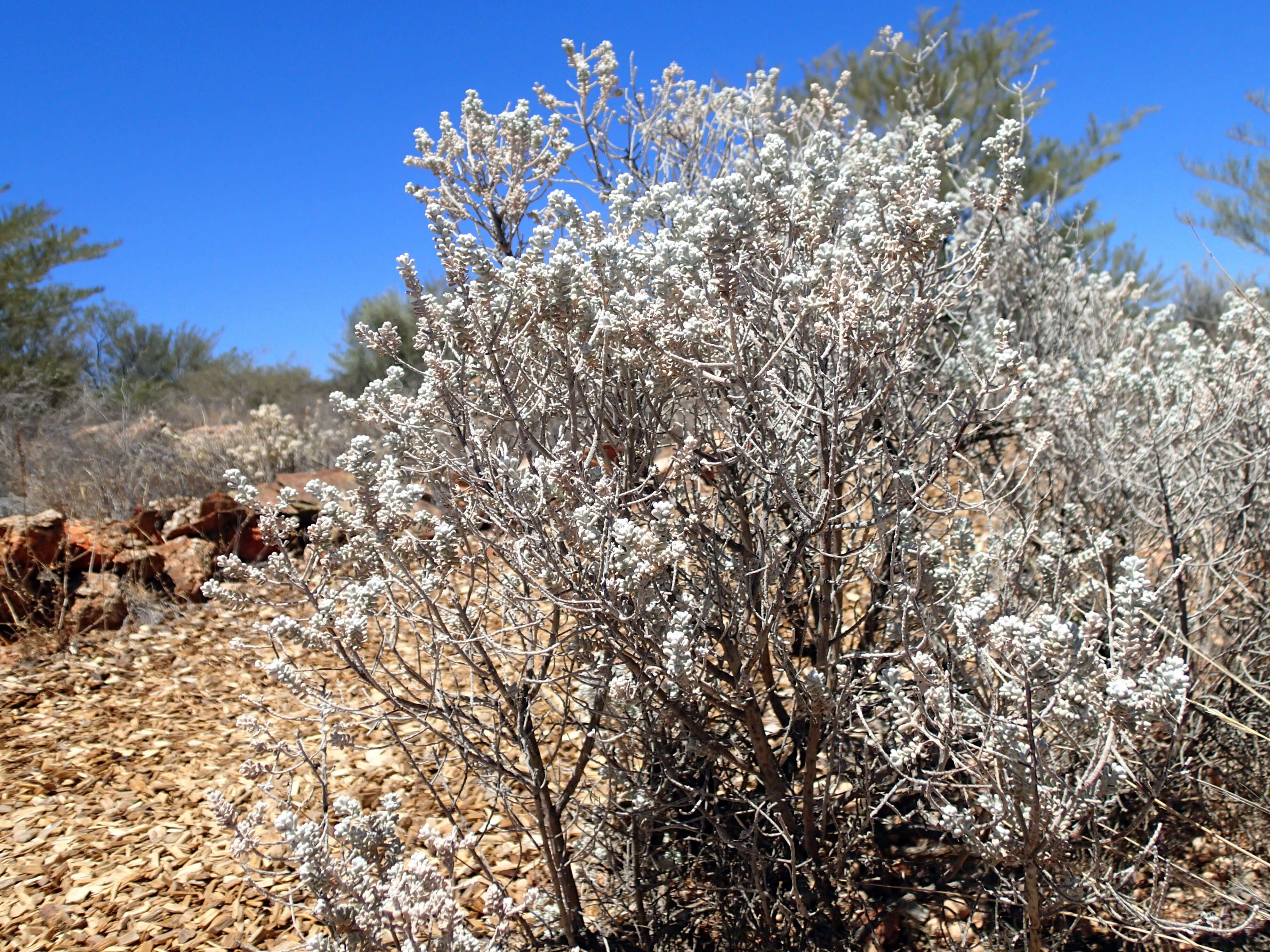 Plancia ëd Maireana sedifolia (F. Müll.) P. G. Wilson