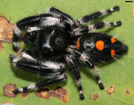 Phidippus audax (Hentz 1845) resmi