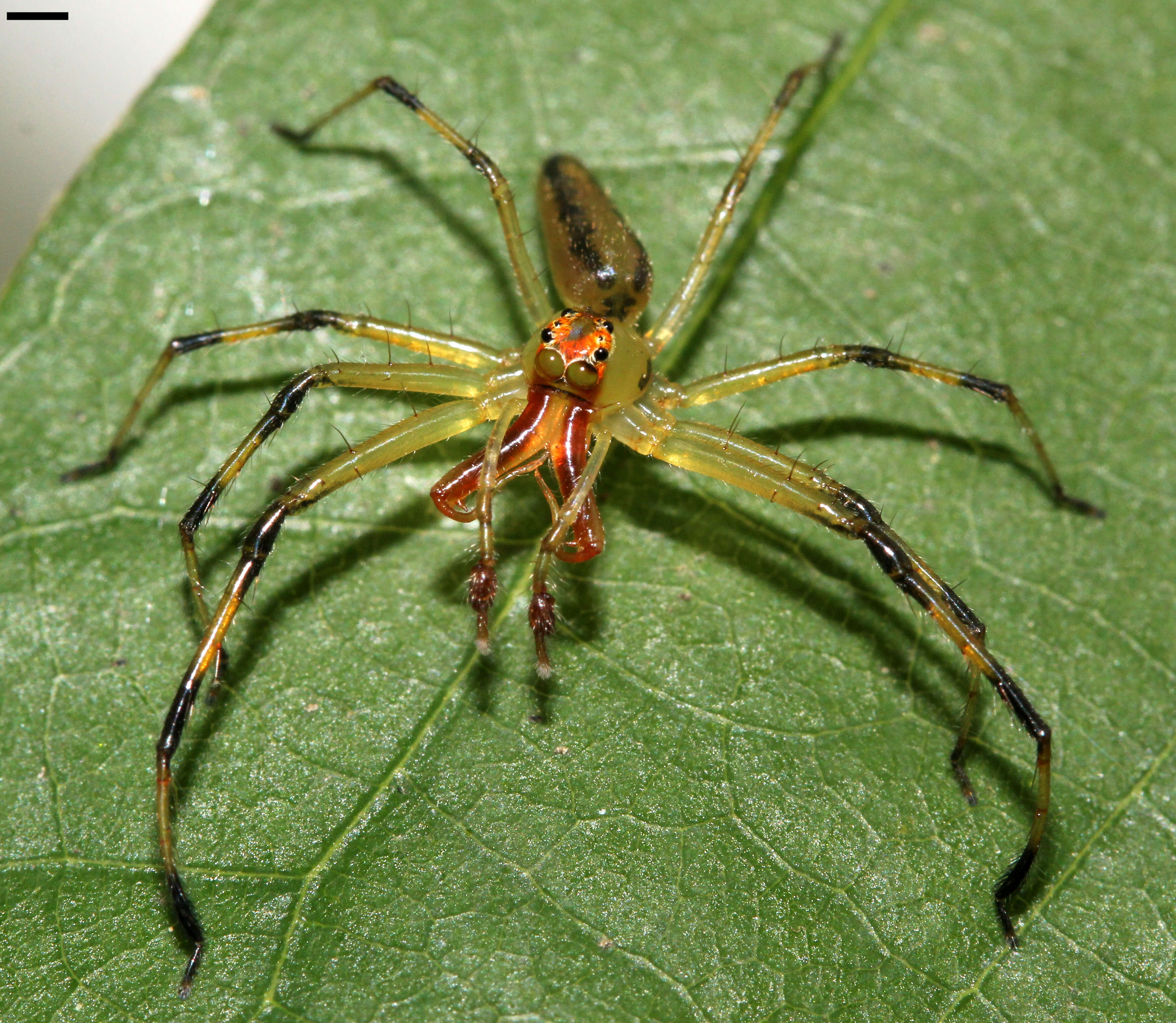 Image of Magnolia Green Jumper