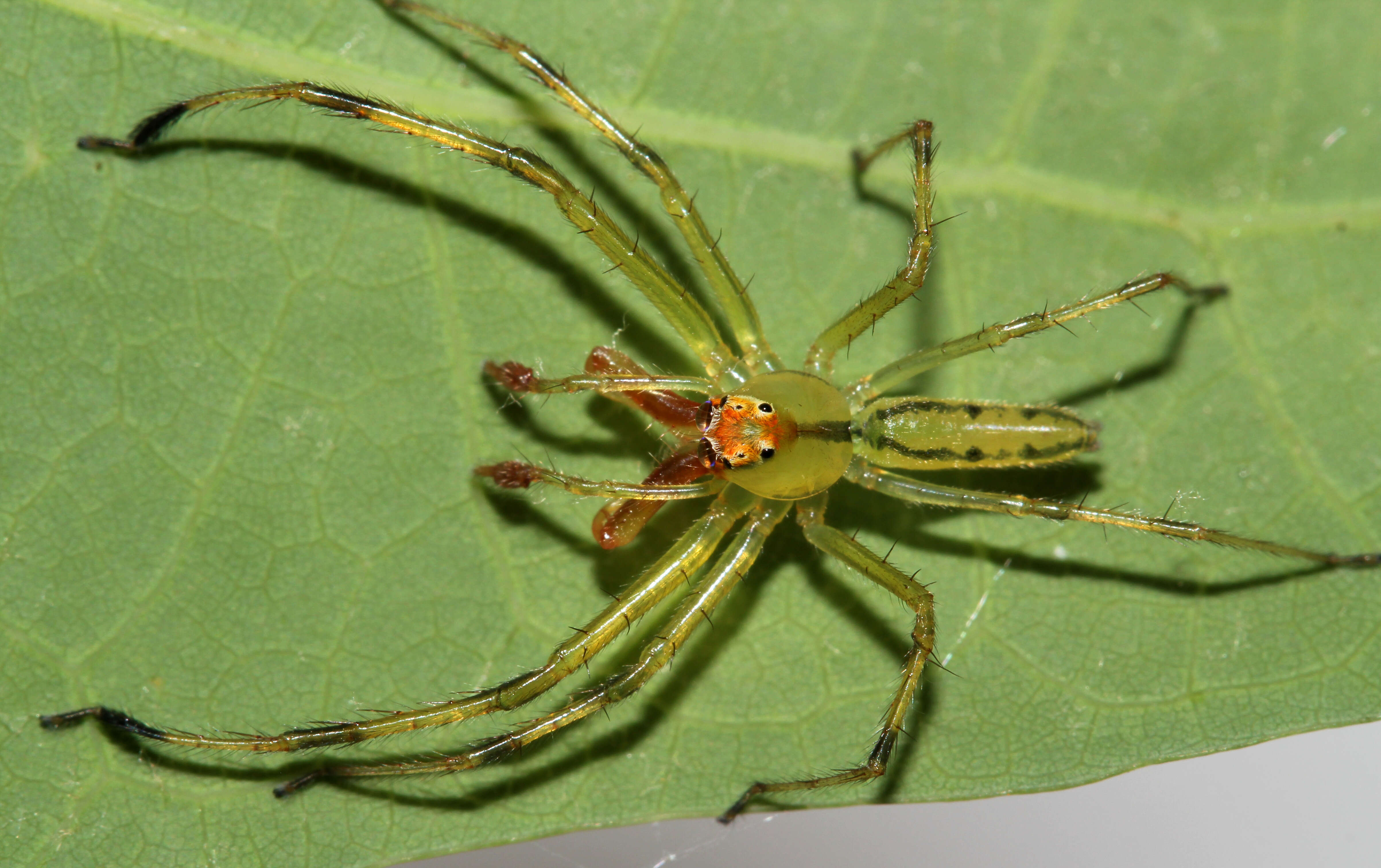 Image of Magnolia Green Jumper