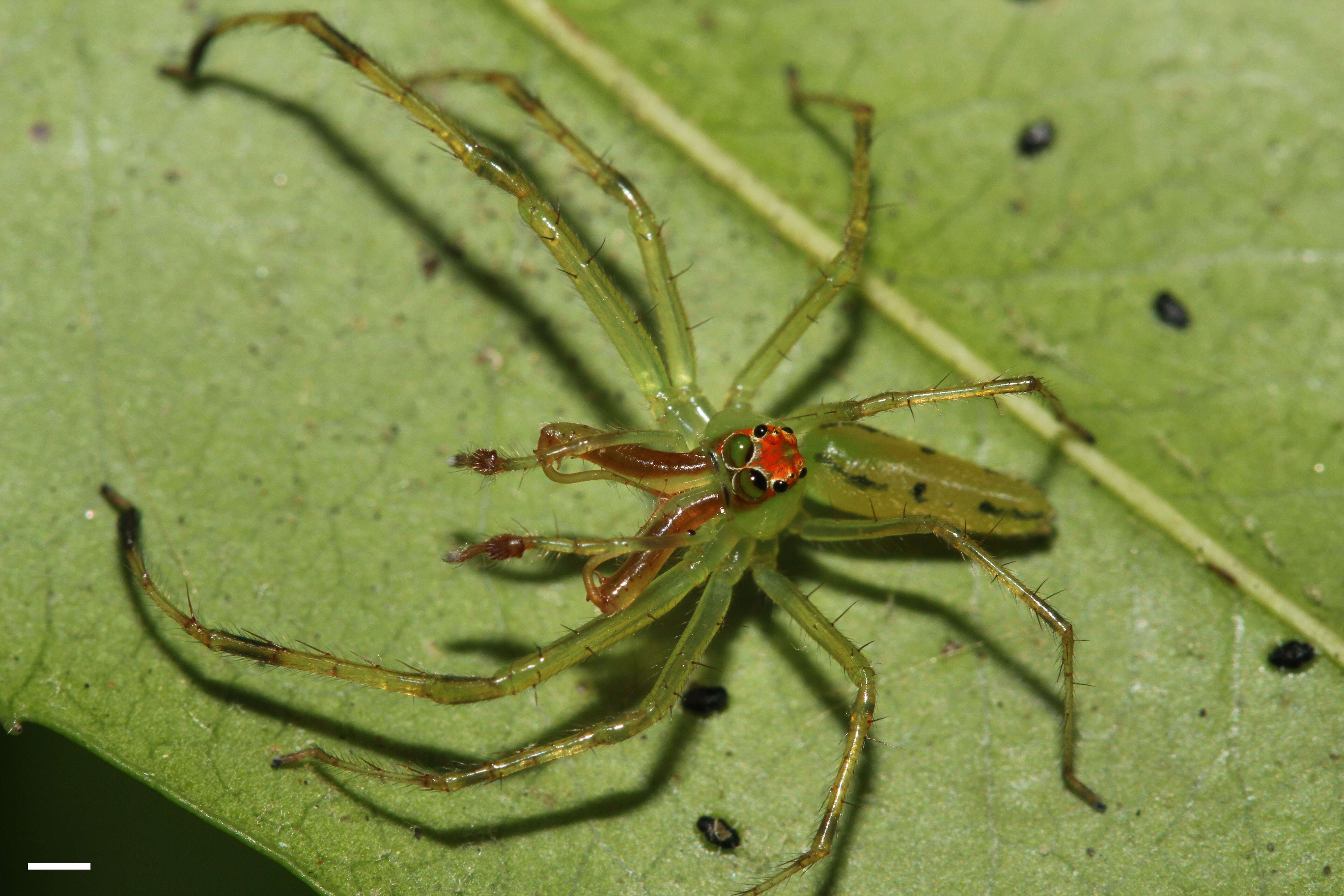 Image of Magnolia Green Jumper