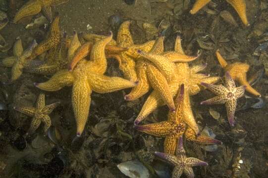 Image of northern Pacific sea star