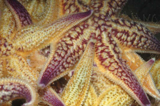 Image of northern Pacific sea star