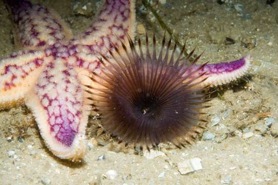 Image of northern Pacific sea star