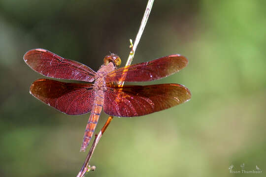 Слика од Neurothemis fulvia (Drury 1773)