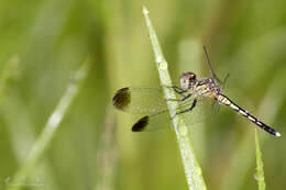 Image of Black-tipped Percher