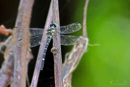 Imagem de Microgomphus souteri Fraser 1924