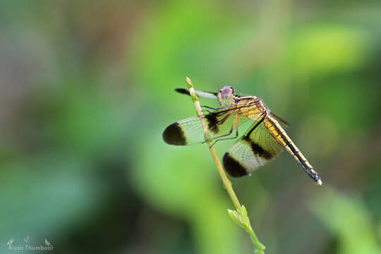 Image of Pied Paddy Skimmer