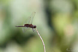 Image of Ferruginous Glider