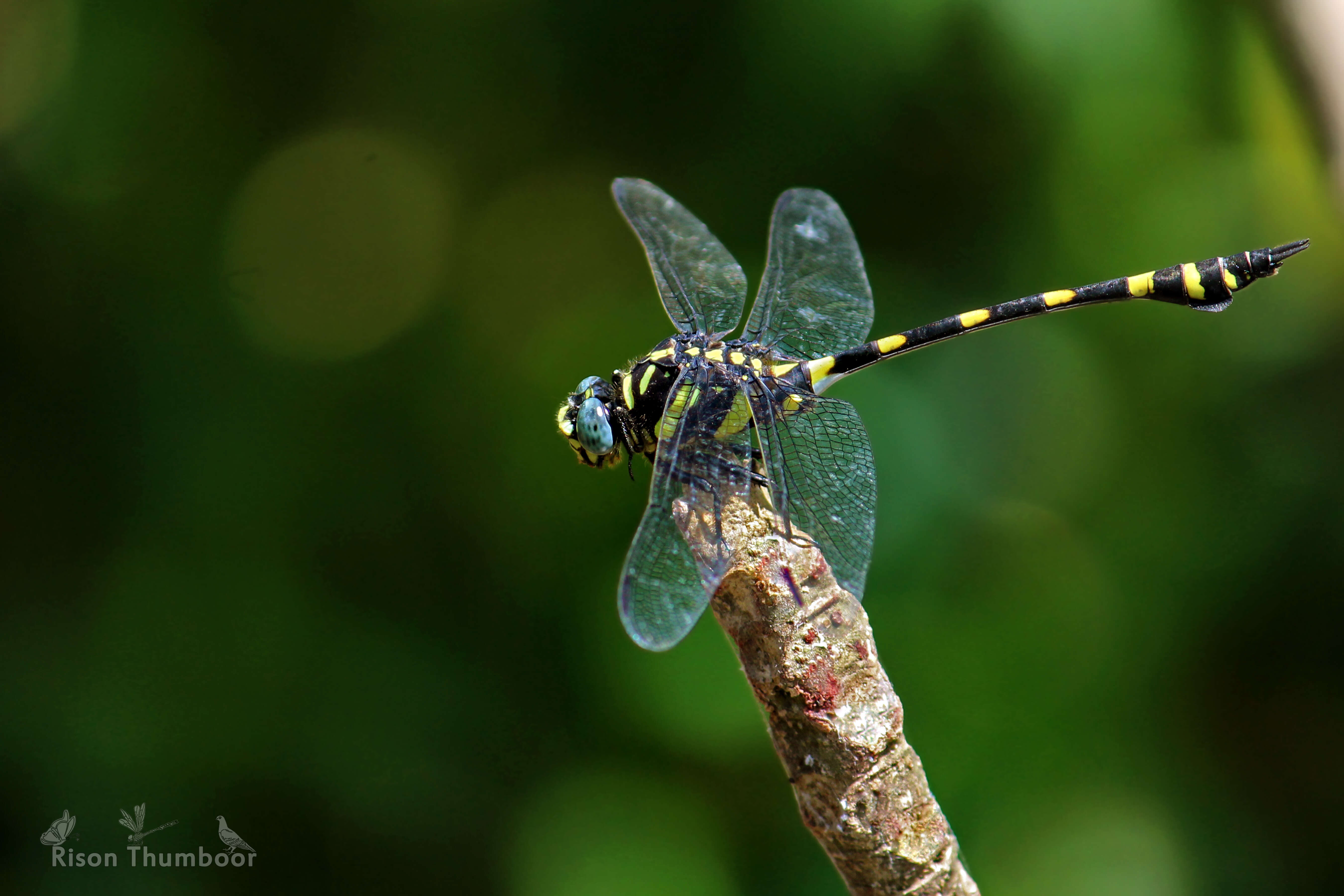 صورة Ictinogomphus rapax (Rambur 1842)