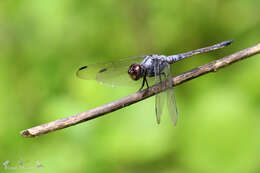 Image of Blue Chaser