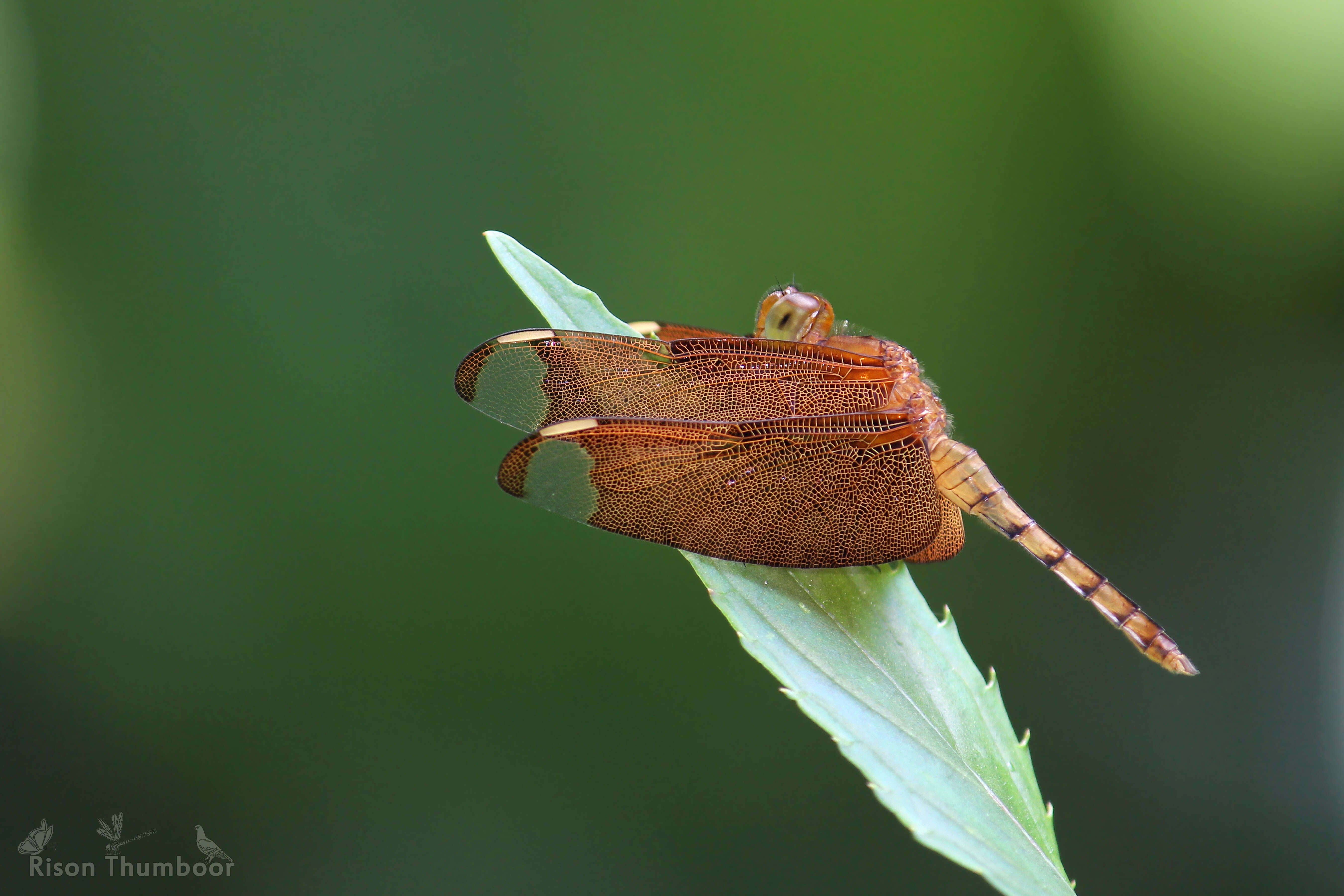 Image of Black Stream Glider