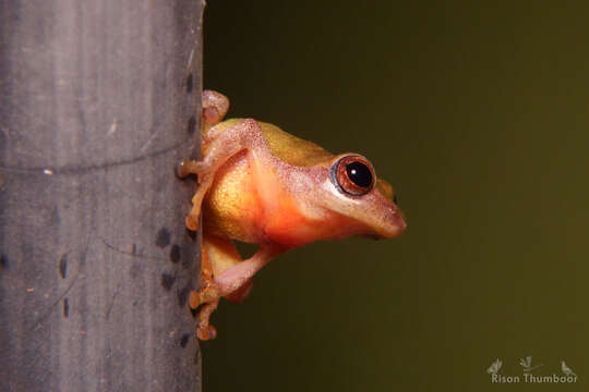 Image de Raorchestes akroparallagi (Biju & Bossuyt 2009)