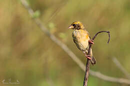 Image of Baya Weaver