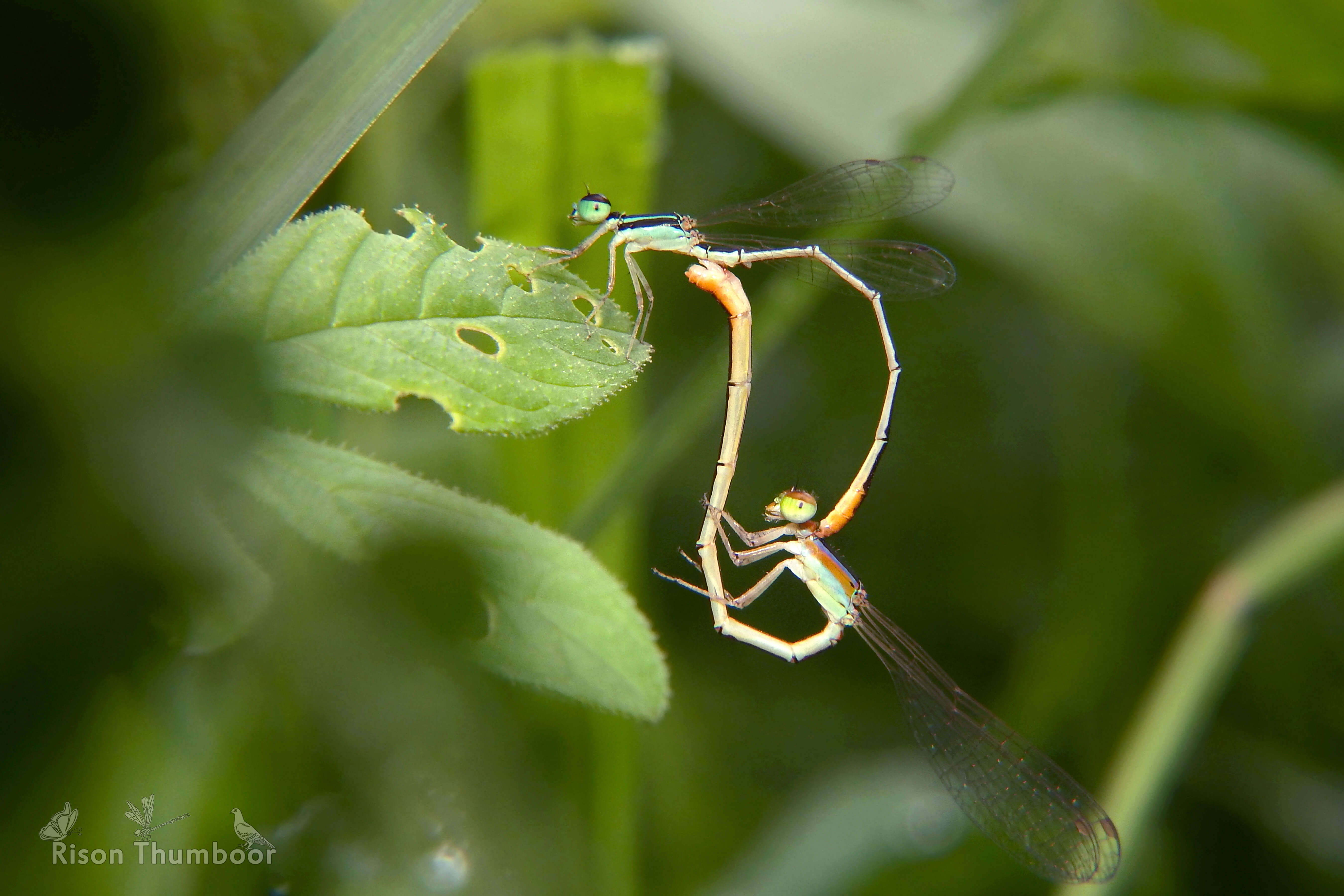 Imagem de Agriocnemis pygmaea (Rambur 1842)