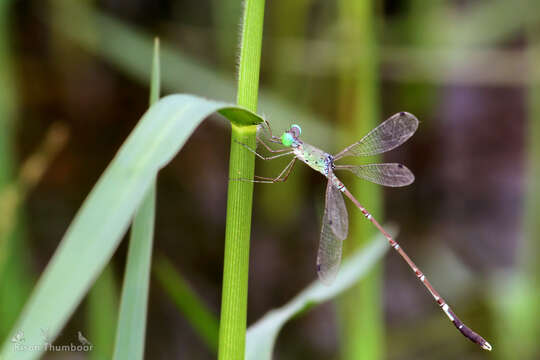 Image of Platylestes platystylus (Rambur 1842)