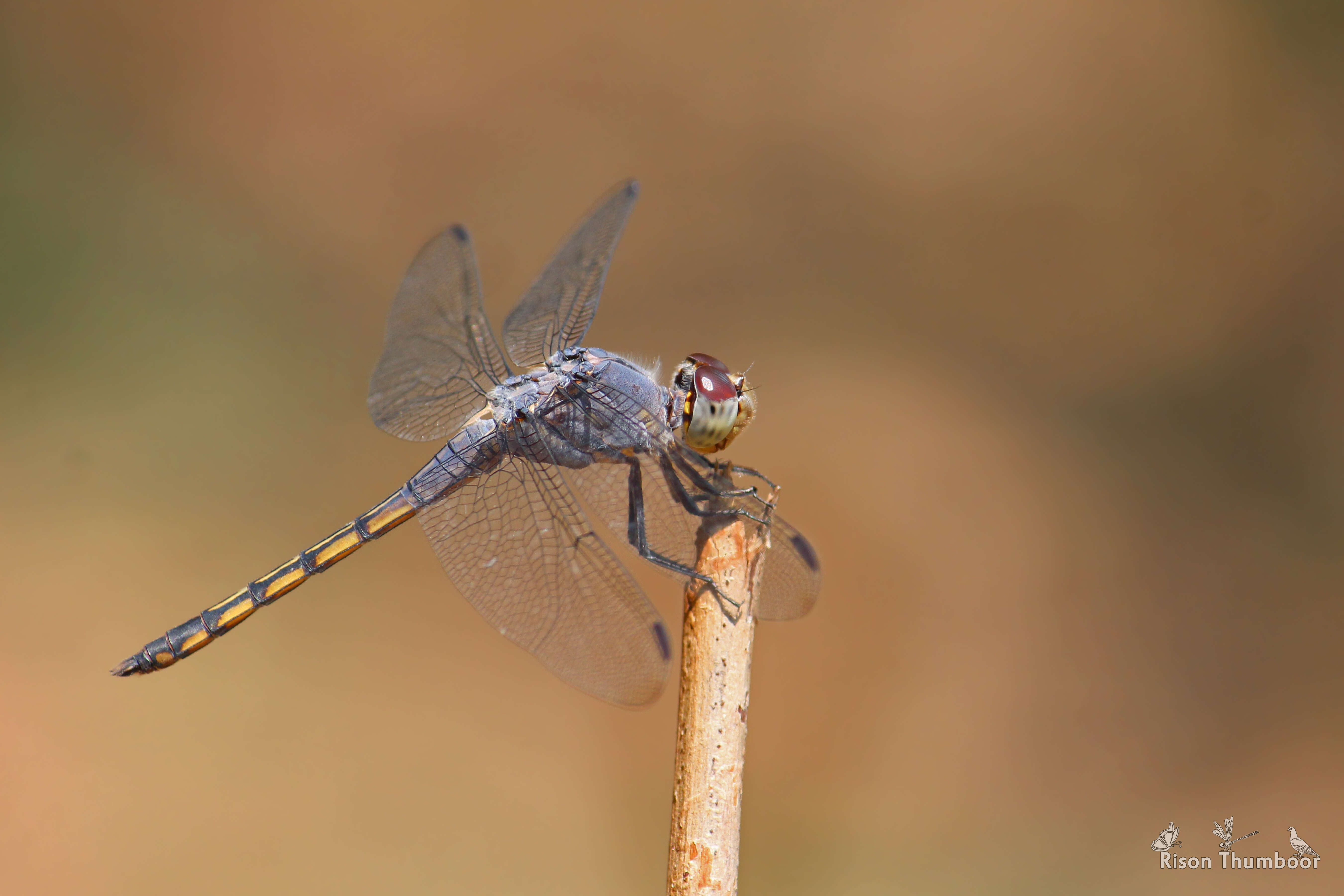 Image of Blue Chaser