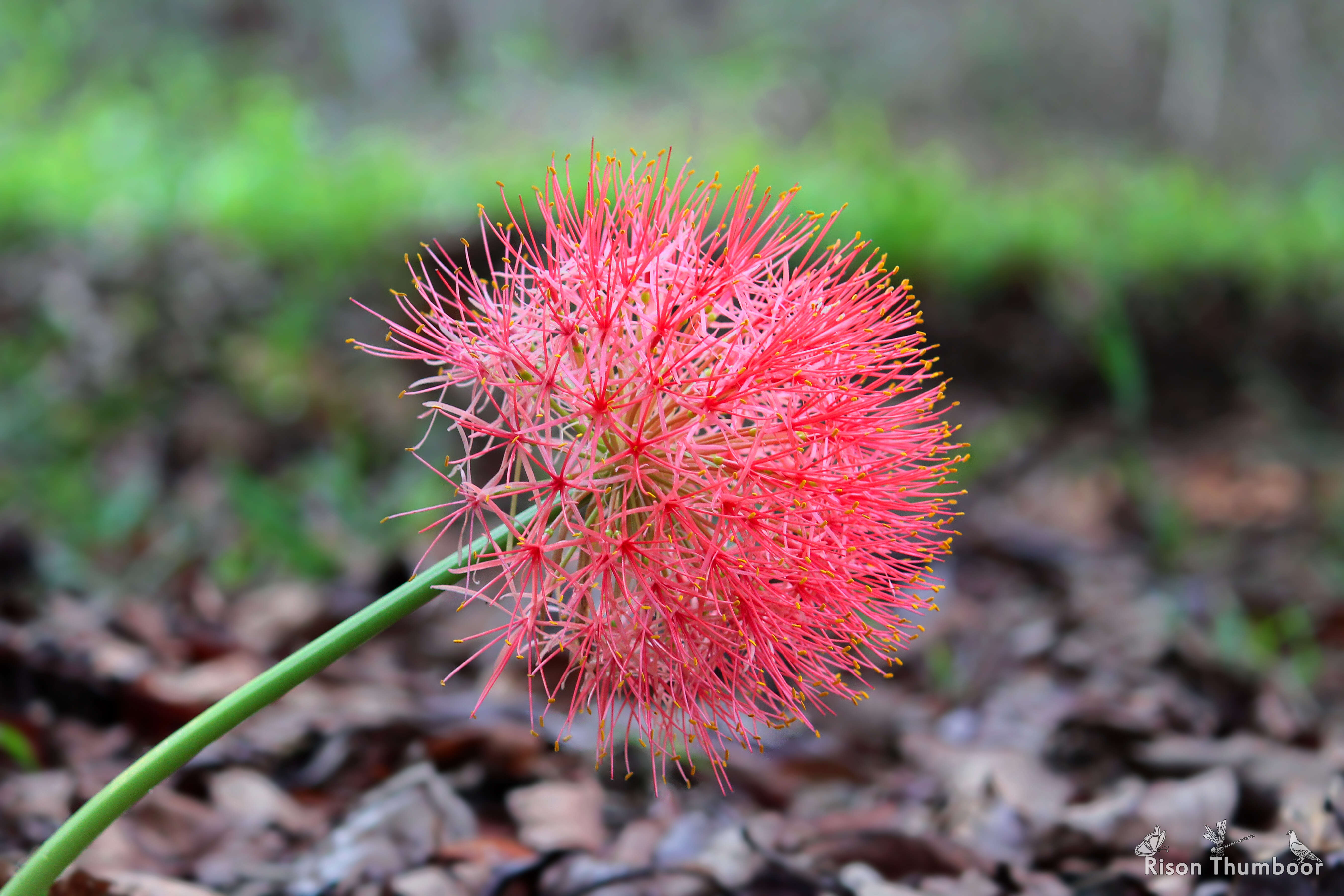 Imagem de Scadoxus