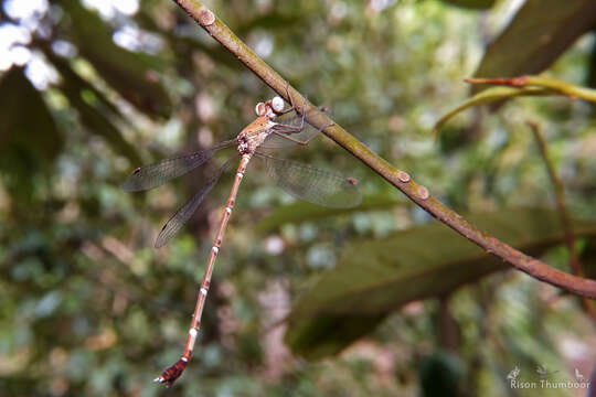 Image of Platylestes platystylus (Rambur 1842)