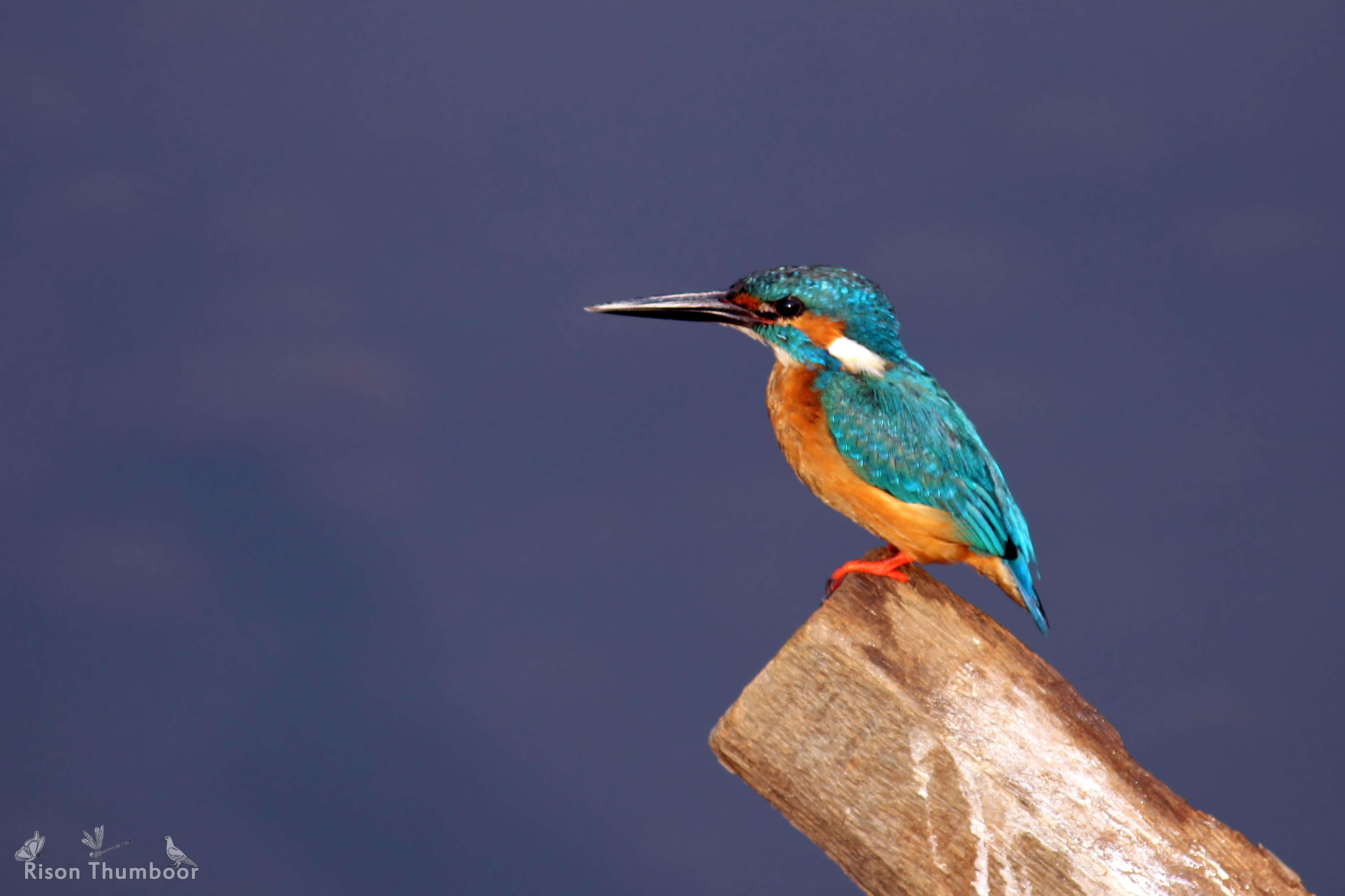 Image of Common Kingfisher