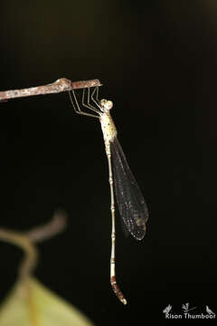 Image of Platylestes platystylus (Rambur 1842)