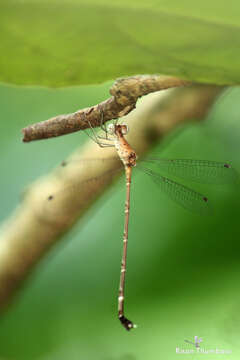 Image of Platylestes platystylus (Rambur 1842)