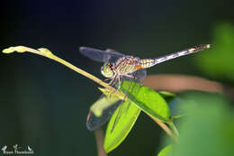 Image of Diplacodes trivialis (Rambur 1842)