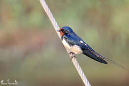 Image of Hirundo Linnaeus 1758