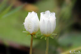 Image of Water-snowflake