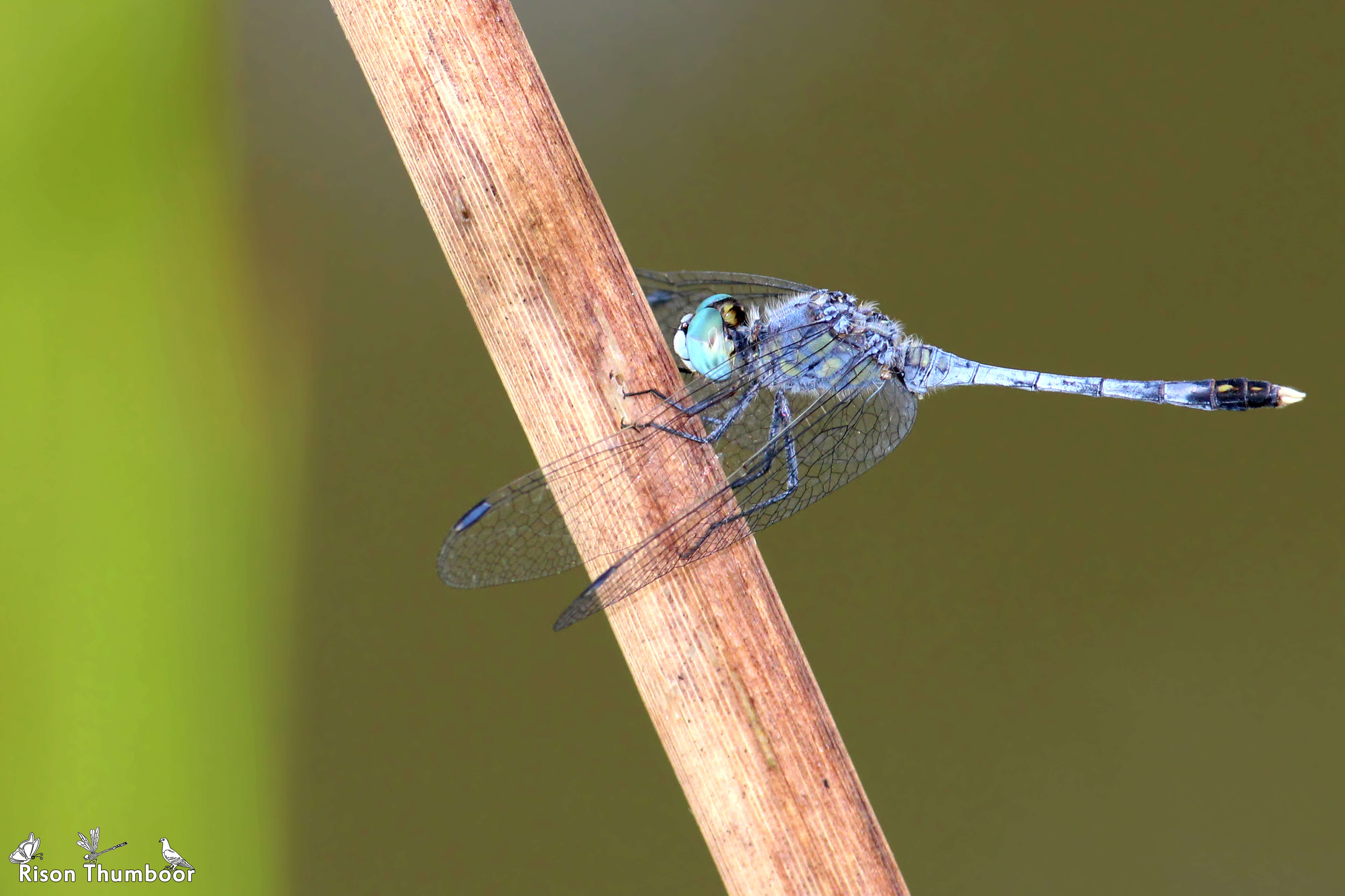 Image of Diplacodes trivialis (Rambur 1842)