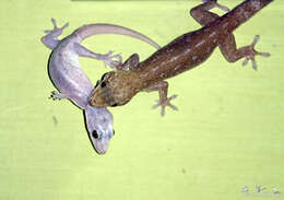 Image of Common House Gecko