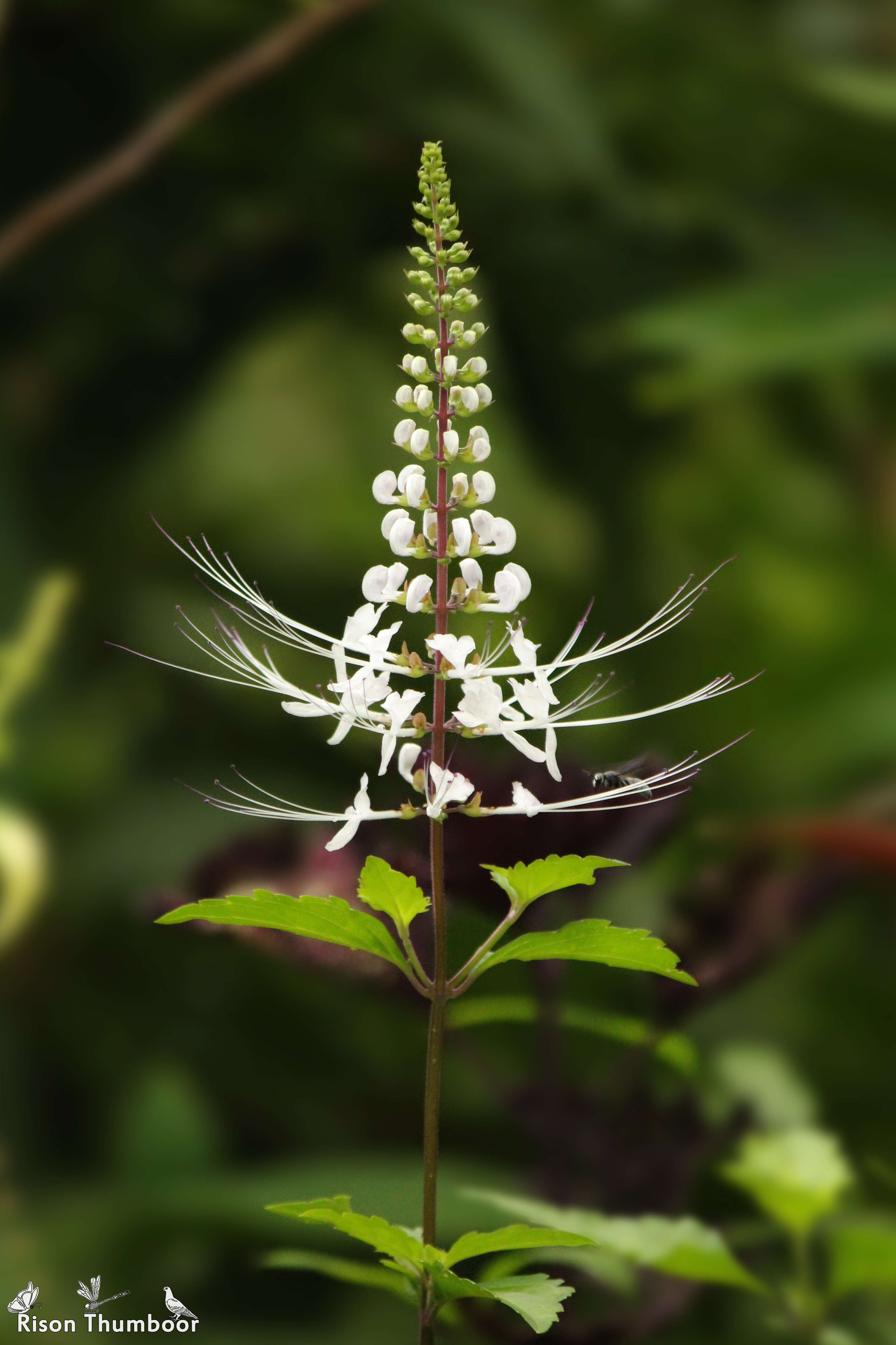 Image of Orthosiphon aristatus var. aristatus