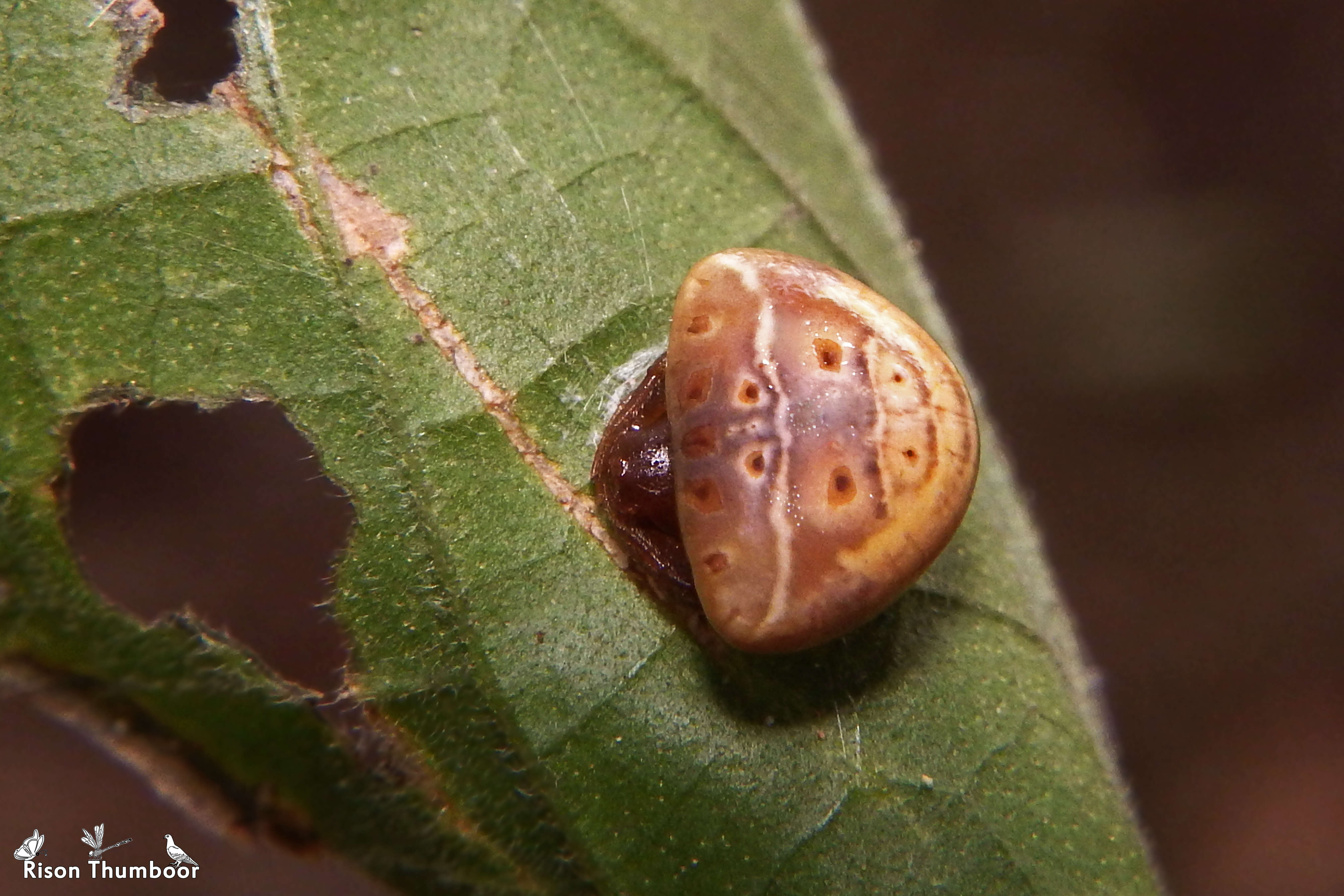 Image of Araneus