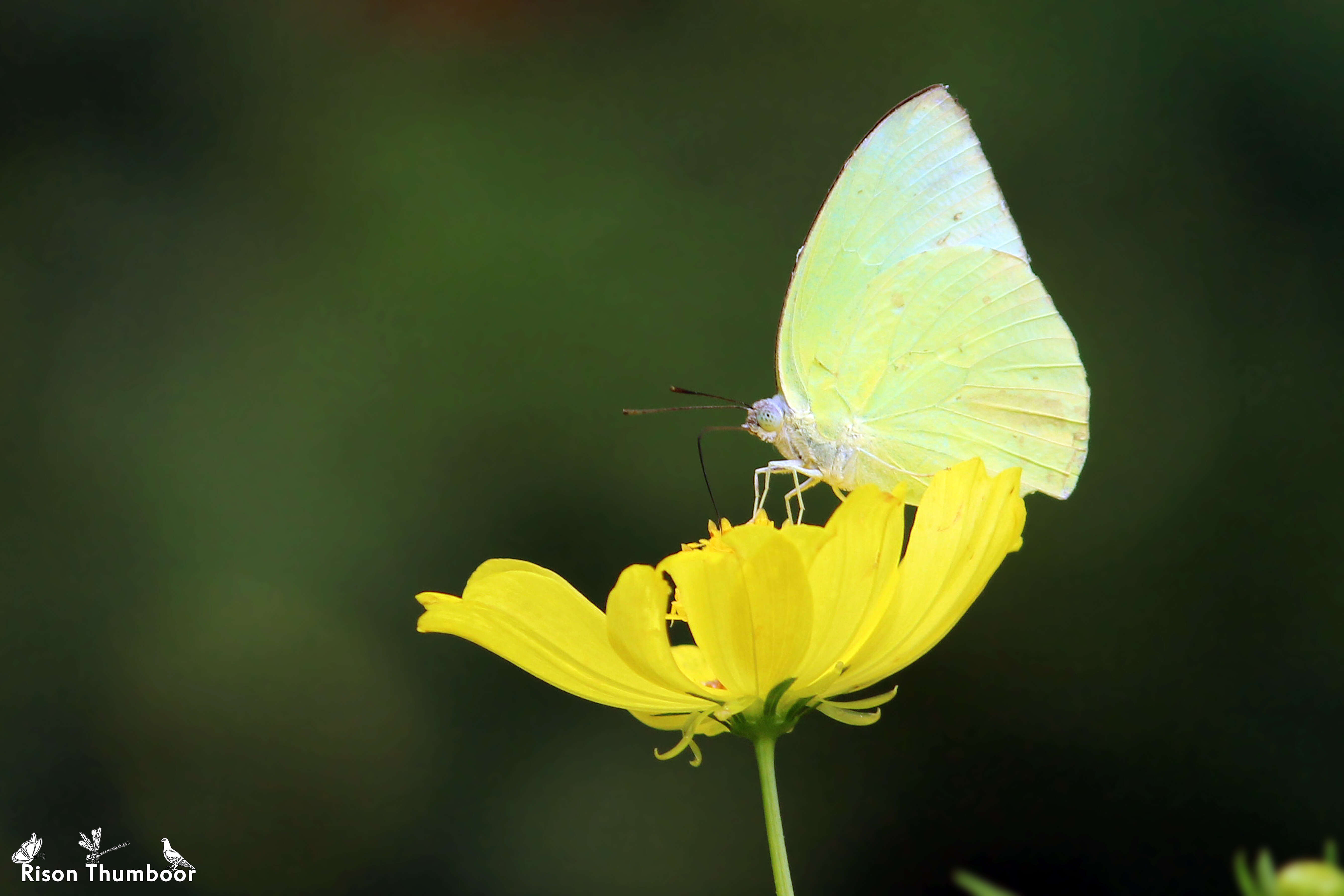 Image of sulphur cosmos