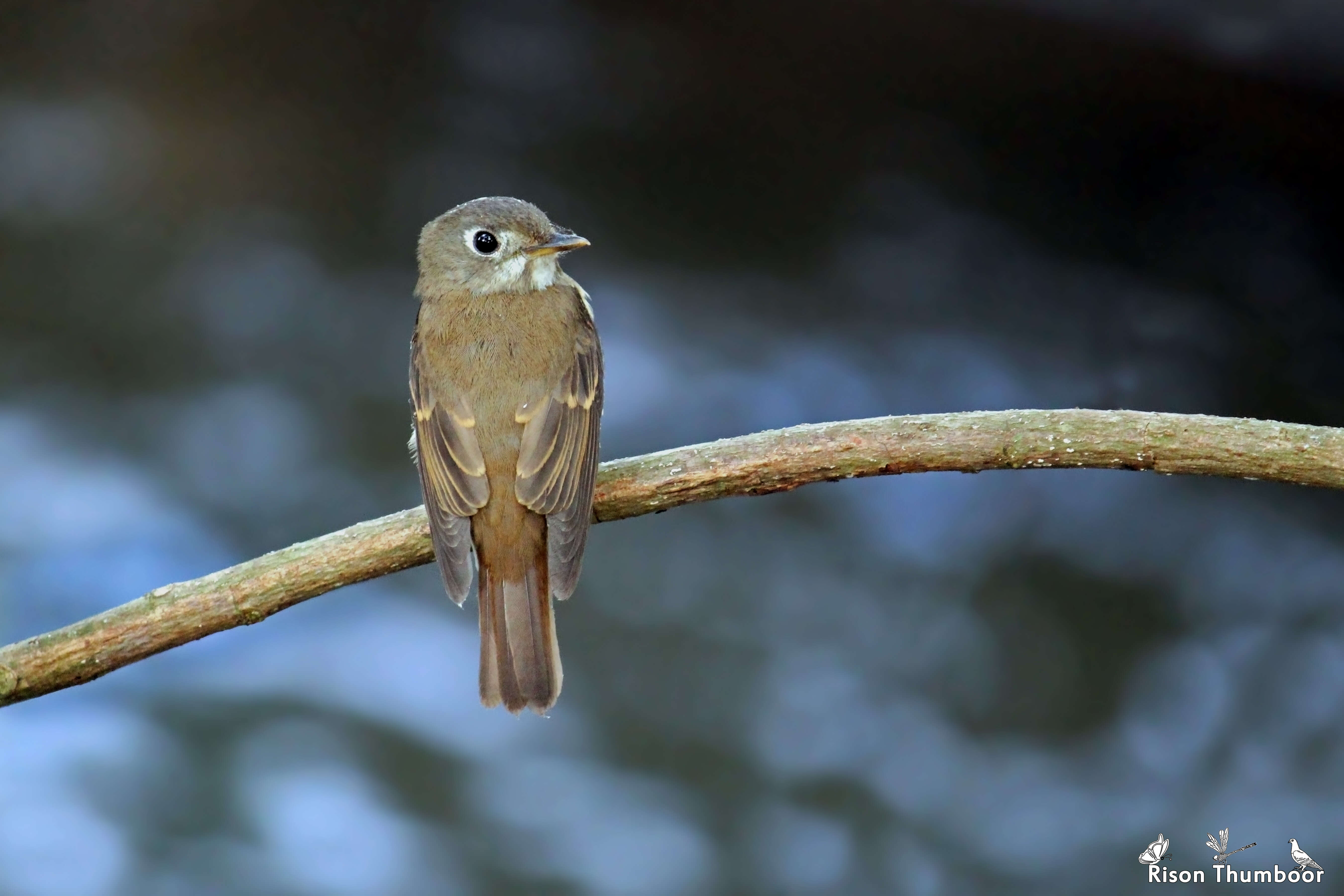 Muscicapa muttui (Layard & EL 1854) resmi