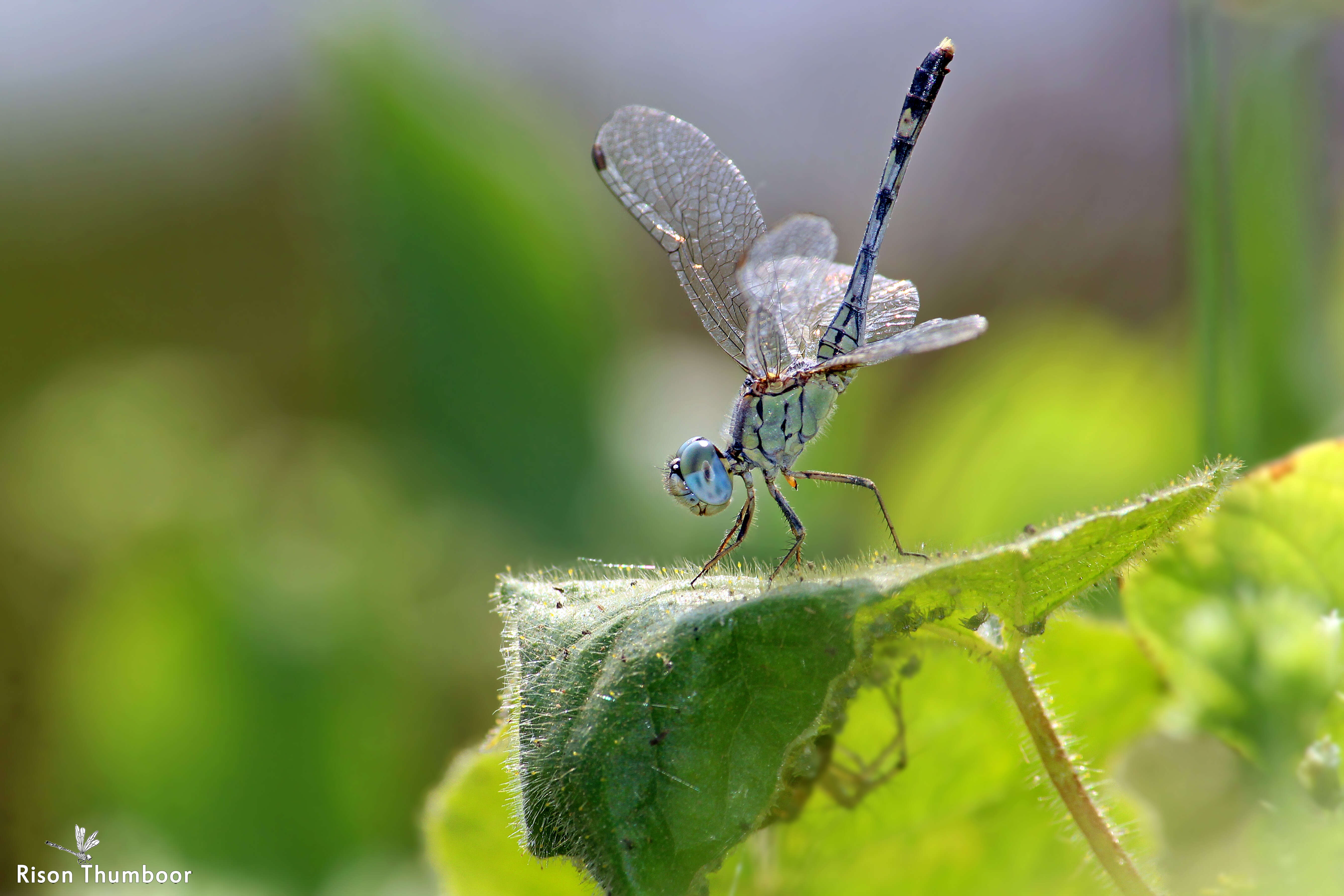 Image of Diplacodes trivialis (Rambur 1842)