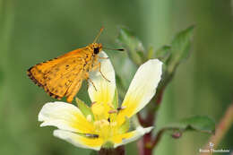 Image of Bush Hopper