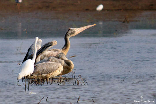 Image of Grey Pelican