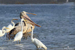 Image of Grey Pelican