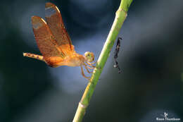 Image of Black Stream Glider