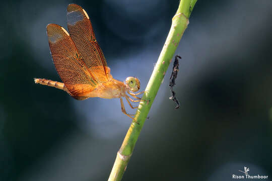 Слика од Neurothemis fulvia (Drury 1773)