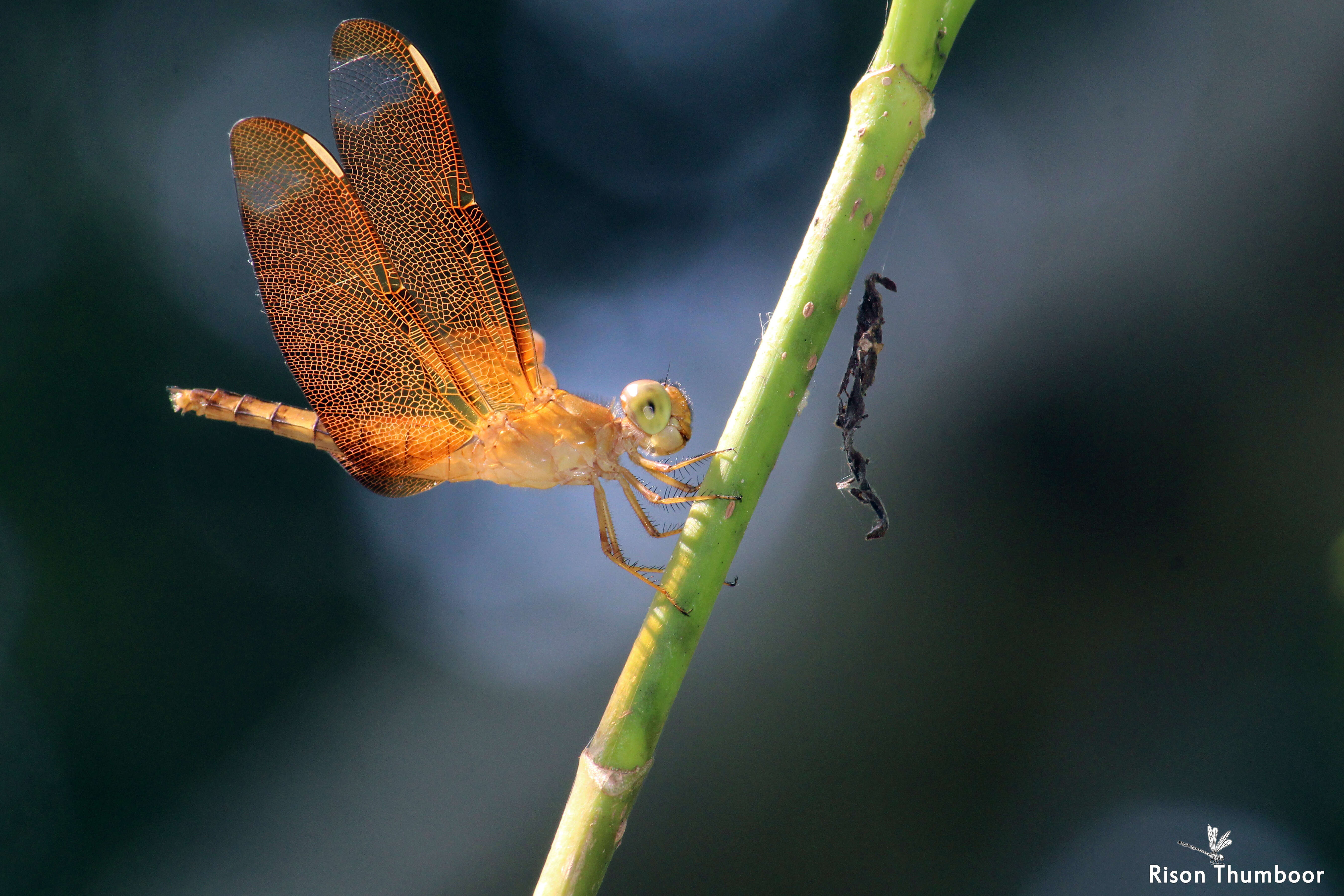 Image of Black Stream Glider