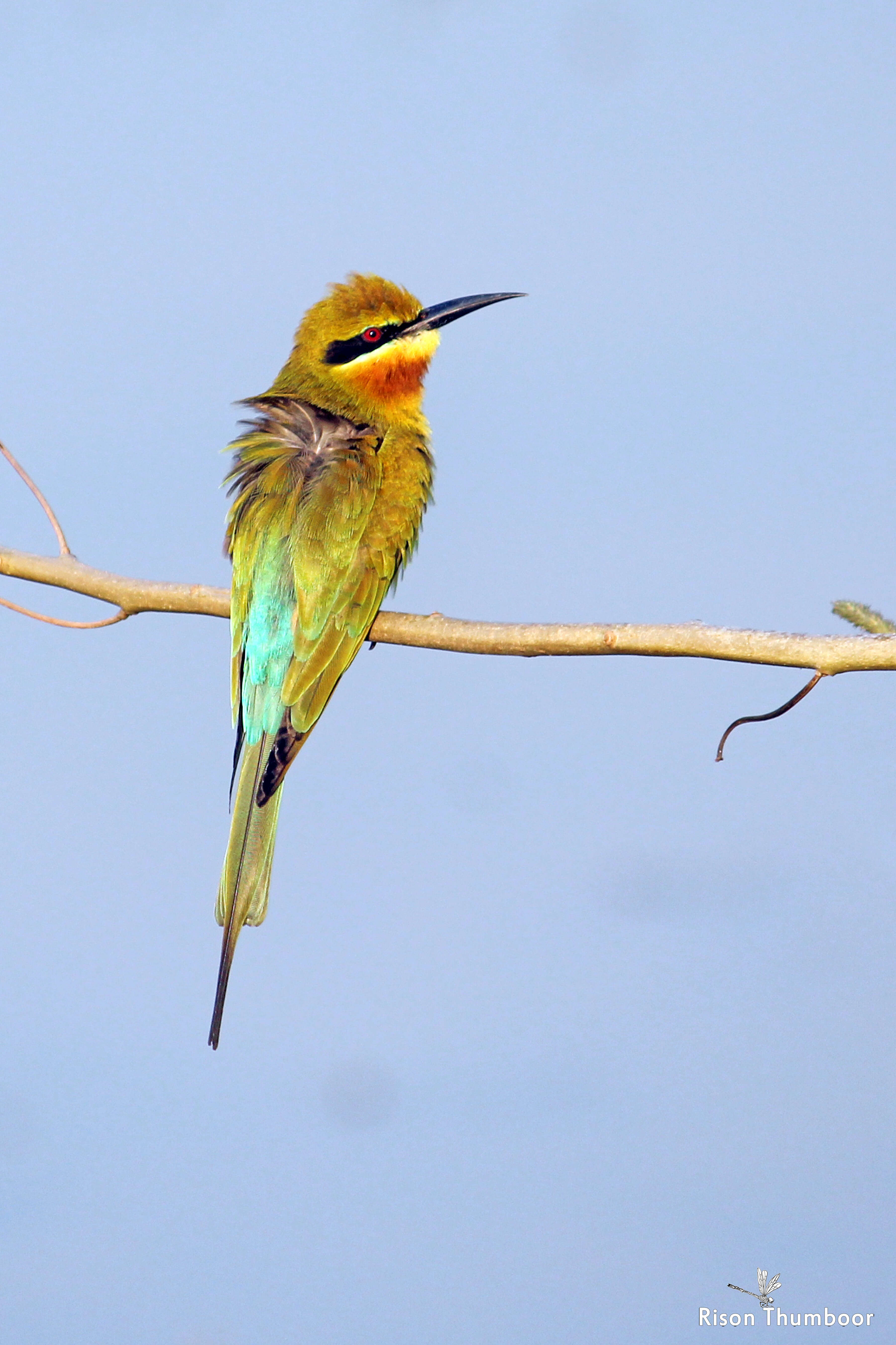 Image of Blue-tailed Bee-eater