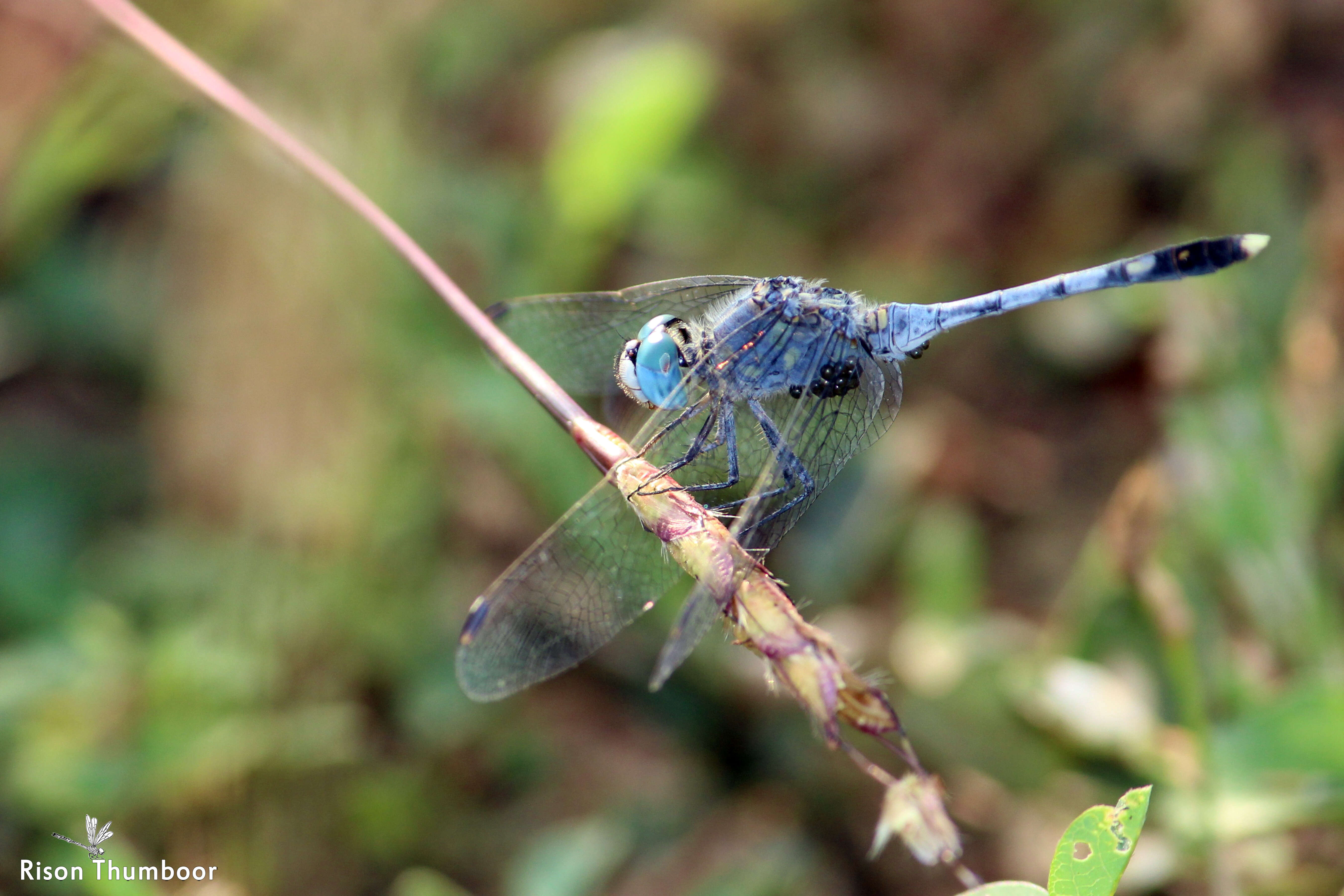 Image of Diplacodes trivialis (Rambur 1842)