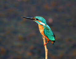 Image of Common Kingfisher