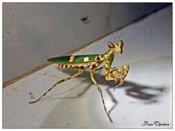 Image of flower mantises