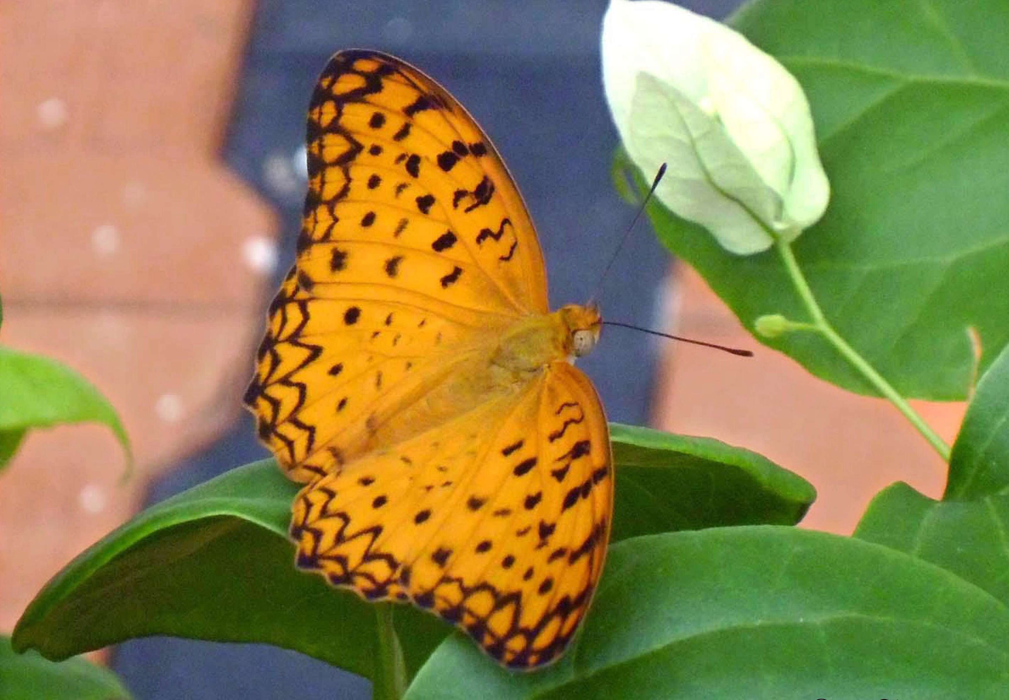 Image of Common Leopard