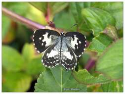 Image of Common Pierrot