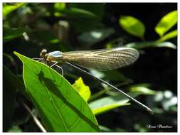 Image of Vestalis gracilis (Rambur 1842)