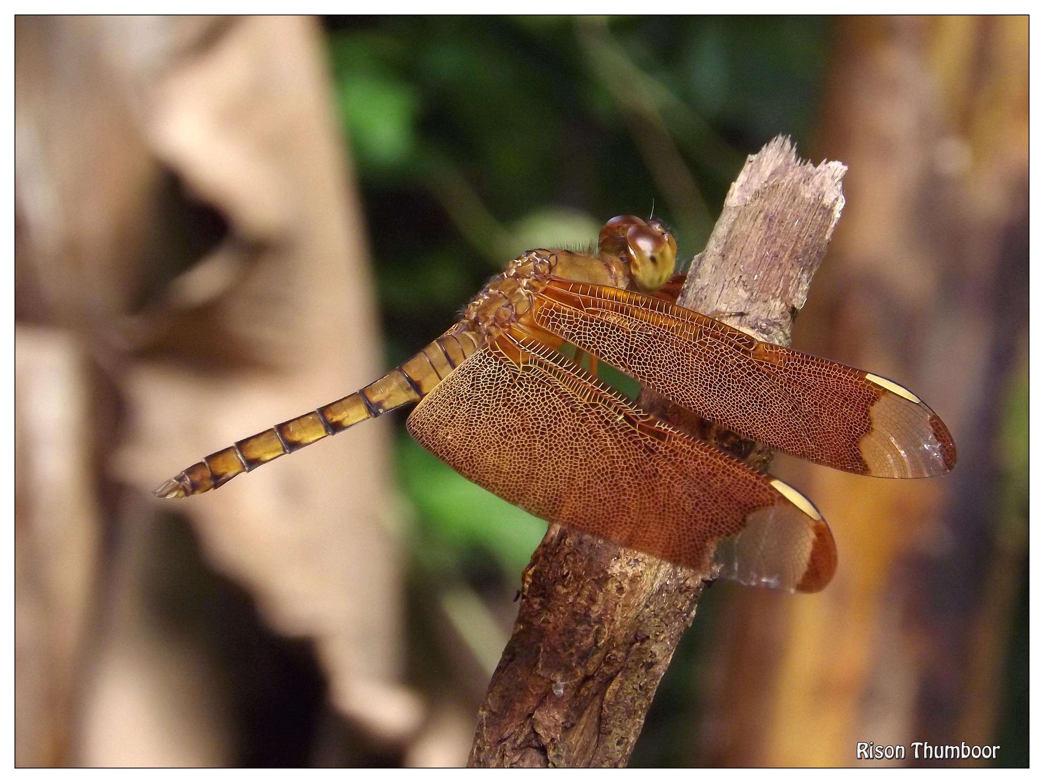 Image of Black Stream Glider